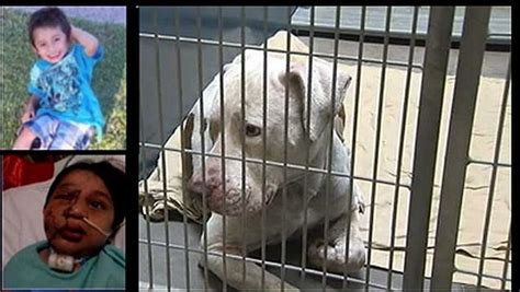 Horrible muerte: pit bull mata a niño de 4 años mientras jugaba en el patio de su casa